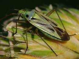 Attēlu rezultāti vaicājumam “Stenotus binotatus male”