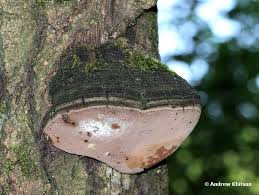 Attēlu rezultāti vaicājumam “Phellinus igniarius”