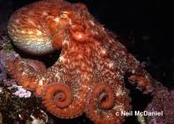 Image result for Enteroctopus dofleini