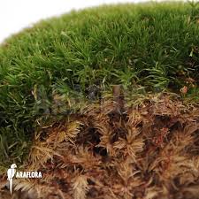 Attēlu rezultāti vaicājumam “Leucobryum glaucum”