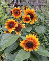 Attēlu rezultāti vaicājumam “Helianthus annuus flower”