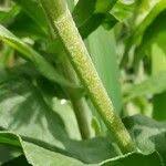 Attēlu rezultāti vaicājumam “Inula britannica leaf”