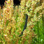 Attēlu rezultāti vaicājumam “Rumex thyrsiflorus”