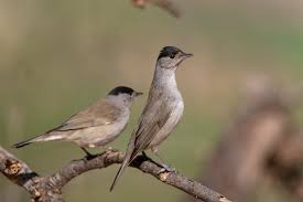 Attēlu rezultāti vaicājumam “Sylvia atricapilla male”