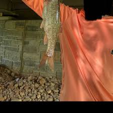 Image result for Minytrema melanops