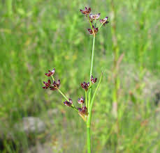 Attēlu rezultāti vaicājumam “Juncus alpinoarticulatus leaf”