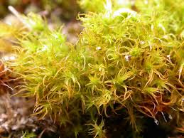 Attēlu rezultāti vaicājumam “Didymodon tophaceus”