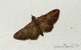 Attēlu rezultāti vaicājumam “Gymnoscelis rufifasciata”