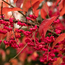 Attēlu rezultāti vaicājumam “Euonymus europaeus”