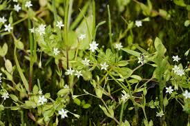 Attēlu rezultāti vaicājumam “Stellaria uliginosa”
