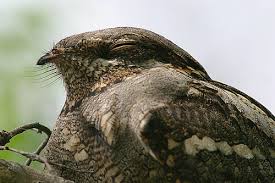 Attēlu rezultāti vaicājumam “Caprimulgus europaeus adult”