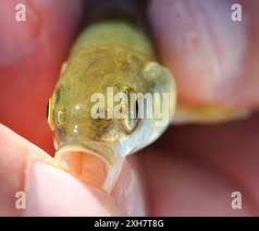 Image result for Mylopharodon conocephalus