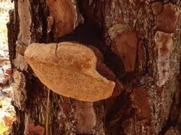 Attēlu rezultāti vaicājumam “Phellinus pini”