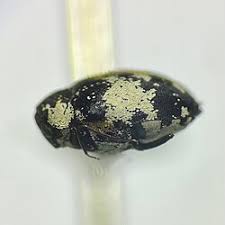 Attēlu rezultāti vaicājumam “Anthrenus sp. imago”