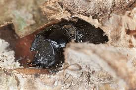 Attēlu rezultāti vaicājumam “Sinodendron cylindricum male”