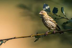 Attēlu rezultāti vaicājumam “Carduelis cannabina adult”