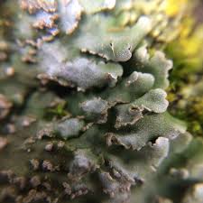 Attēlu rezultāti vaicājumam “Physconia detersa”