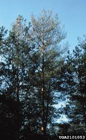 Attēlu rezultāti vaicājumam “Diprion pini male”