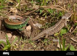 Attēlu rezultāti vaicājumam “Lacerta agilis female”