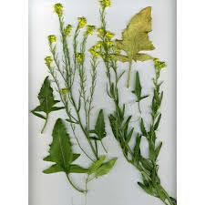 Attēlu rezultāti vaicājumam “Sisymbrium volgense”