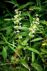 Attēlu rezultāti vaicājumam “Platanthera chlorantha flower”