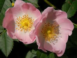 Attēlu rezultāti vaicājumam “Rosa canina”