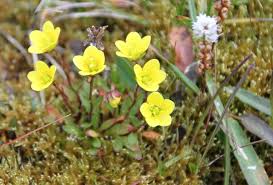 Attēlu rezultāti vaicājumam “Saxifraga hirculus flower”