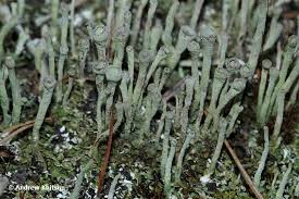 Attēlu rezultāti vaicājumam “Cladonia fimbriata”