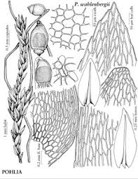 Attēlu rezultāti vaicājumam “Pohlia”