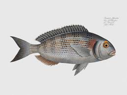 Image result for Sparus aurata