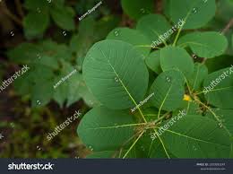 Attēlu rezultāti vaicājumam “Cotinus coggygria leaf”