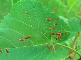 Attēlu rezultāti vaicājumam “Eriophyes tiliae”
