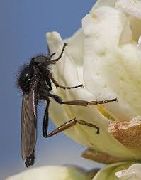 Attēlu rezultāti vaicājumam “Bibionidae female”