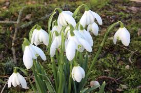 Attēlu rezultāti vaicājumam “Galanthus nivalis fruit”