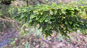 Attēlu rezultāti vaicājumam “Neckera complanata”