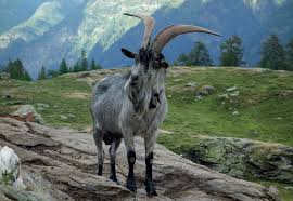 Attēlu rezultāti vaicājumam “Capra”