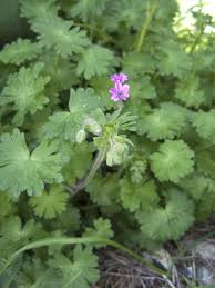 Attēlu rezultāti vaicājumam “Geranium molle leaf”