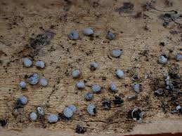 Attēlu rezultāti vaicājumam “Badhamia affinis var. microspora spores”