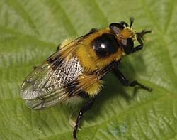 Attēlu rezultāti vaicājumam “Volucella bombylans”