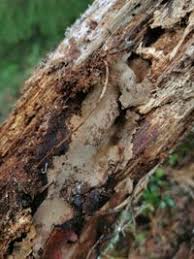 Attēlu rezultāti vaicājumam “Phellinus nigrolimitatus”