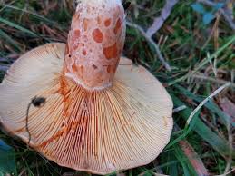 Attēlu rezultāti vaicājumam “Lactarius deliciosus”