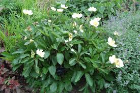 Attēlu rezultāti vaicājumam “Paeoniaceae”