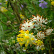 Image result for Anthyllis vulneraria