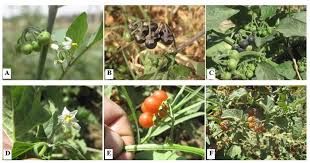 Attēlu rezultāti vaicājumam “Solanum nigrum”