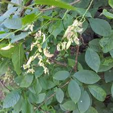 Attēlu rezultāti vaicājumam “Taphrina padi”