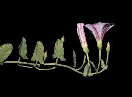 Attēlu rezultāti vaicājumam “Convolvulus arvensis flower”