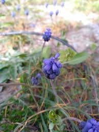 Attēlu rezultāti vaicājumam “Muscari neglectum flower”