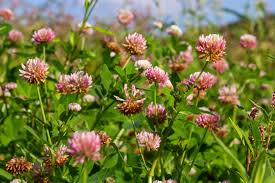 Attēlu rezultāti vaicājumam “Trifolium hybridum”
