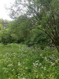 Image result for Priona Tuinen