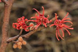 Attēlu rezultāti vaicājumam “Hamamelis”